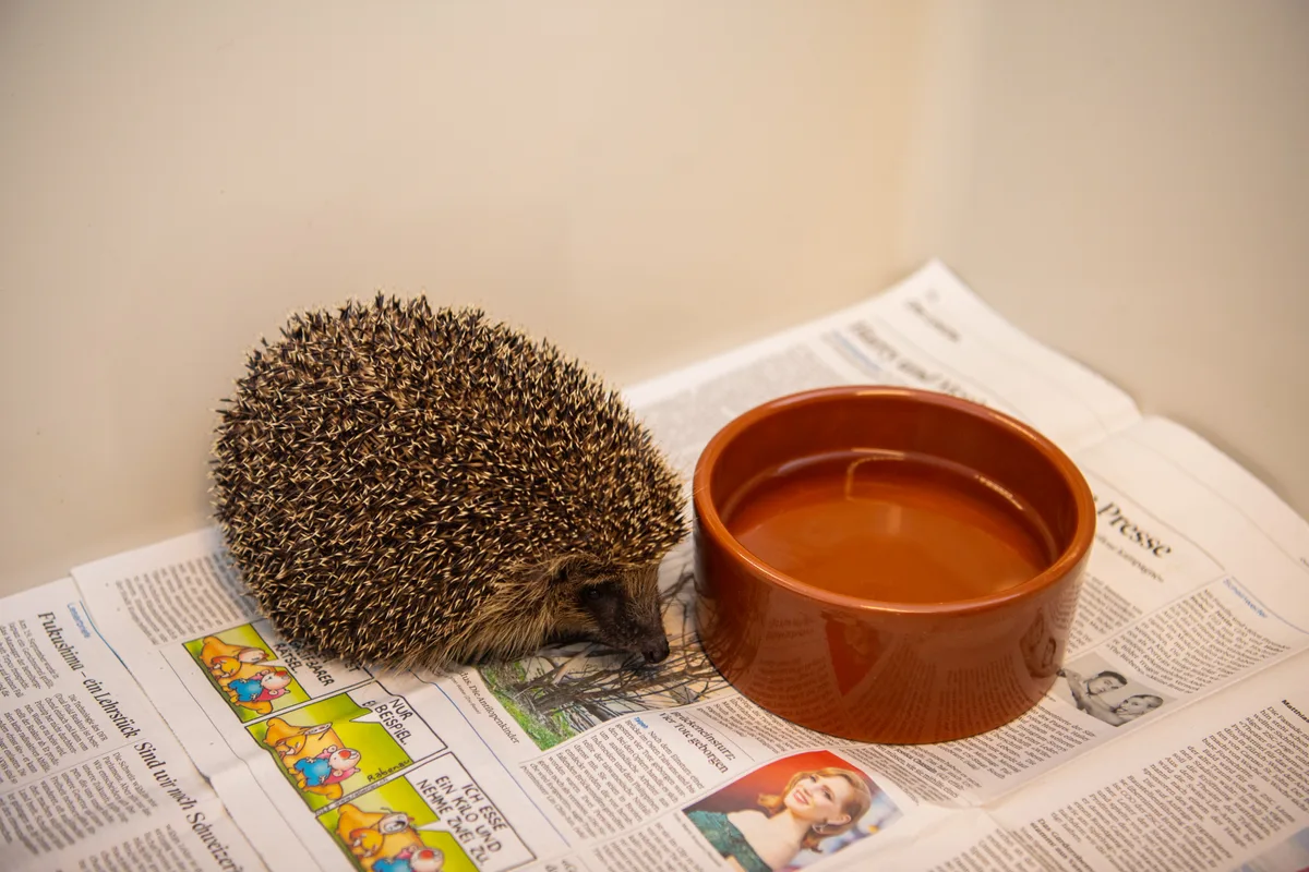 Igel brauchen nicht immer Hilfe von Menschen. Wenn sie aber in Schwierigkeiten sind, kommt es auf die richtige Versorgung in einer Igelstation an. Ein Igel neben einer Wasserschale.